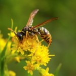 Home Remedies for Fast Relief of Insect Bites and Stings