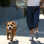 Is Your Pet’s Weight Under Control?